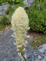 Xerophyllum tenax