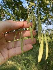 Fraxinus pennsylvanica