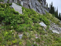 Xerophyllum tenax