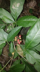 Paullinia