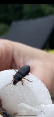 Pseudoophonus