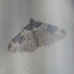 Xanthorhoe fluctuata