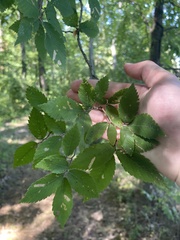 Ulmus alata
