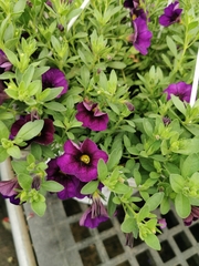 Calibrachoa