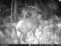Tapirus pinchaque
