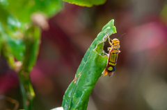 Dilobopterus instratus