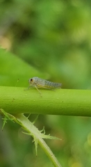 Cicadellidae