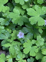 Geranium sibiricum