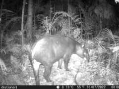 Tapirus pinchaque