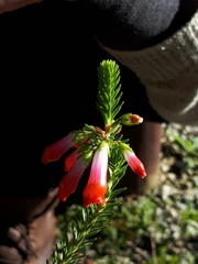 Erica regia