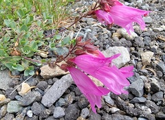 Penstemon rupicola