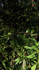 Crataegus crus-galli