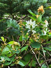 Amelanchier alnifolia