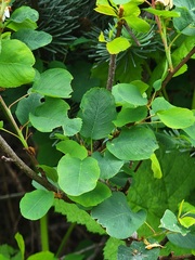 Amelanchier alnifolia