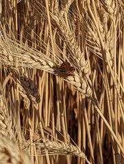 Ochlodes sylvanoides