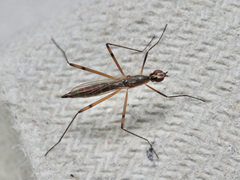 Micropeza lateralis