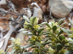 Thymelaea tartonraira