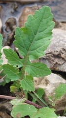 Rorippa
