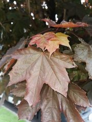 Acer platanoides