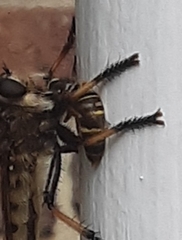 Pterygota