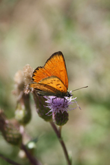 Lycaena virgaureae