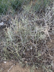 Ephedra torreyana