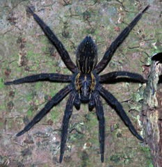 Dolomedes schauinslandi