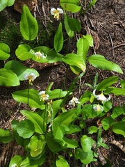 Erythronium montanum
