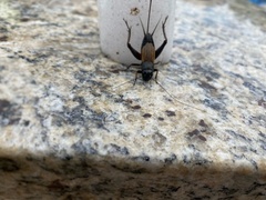 Gryllus