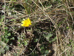 Arctotheca prostrata