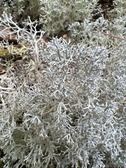 Cladonia rangiferina