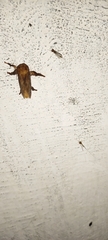 Pterygota