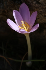 Colchicum
