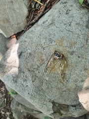Hyalessa maculaticollis