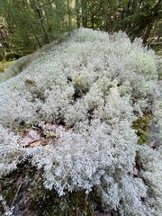 Cladonia rangiferina