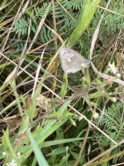 Coenonympha california