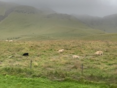 Ovis aries