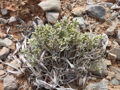 Thymelaea tartonraira
