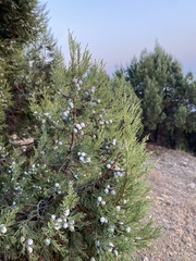 Juniperus excelsa
