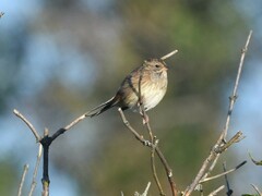 Emberiza spodocephala