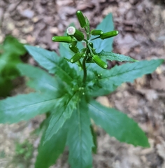 Erechtites hieraciifolius