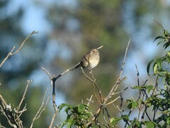 Emberiza spodocephala
