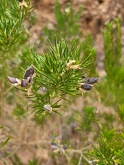 Genista linifolia