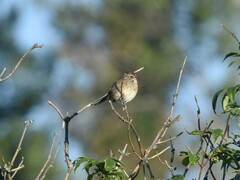 Emberiza spodocephala