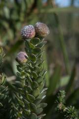 Leucospermum truncatulum