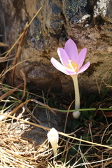 Colchicum