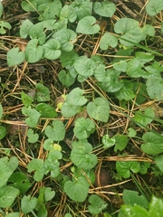 Rubus dalibarda