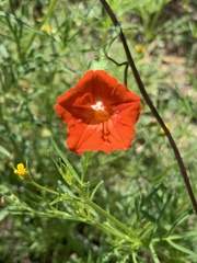 Ipomoea cristulata