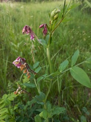 Lathyrus pisiformis