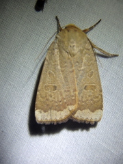 Abagrotis alternata